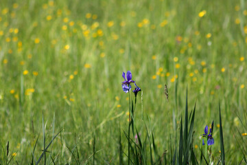 Sumpfwiese mit Schwertlilie im Murnauer Moos © FFCucina Liz Collet