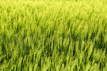 Leuchtendes Kornfeld