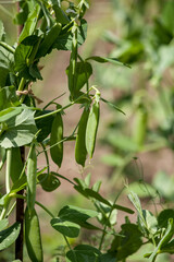 Green pea in garden