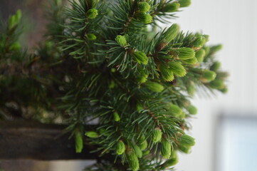 Small green Canadian spruce with shoots