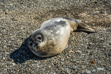 Детёныш тюленя Уэдделла. © polyarnik