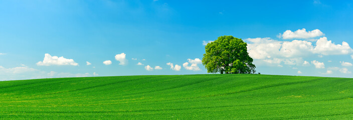 Obraz na płótnie Canvas Panorama of Solitary Tree on Hill in Green Field under Blue Sky