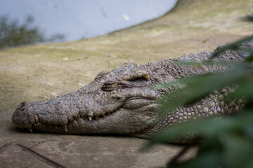 sleeping crocodile