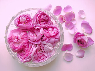 Tender pink damask rose