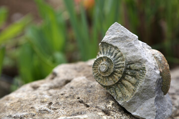 fossilien
