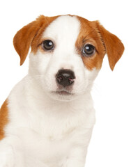 Close-up of Jack Russell terrier