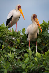 Fototapeta premium Yellow-billed stork (Mycteria ibis) at Xobega Island, the Okavango Delta, Namibia