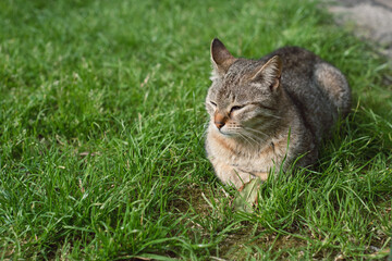 Naklejka na ściany i meble Tabby cat lying on the grass