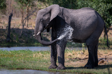 Fototapeta premium African elephant on the Okavango Delta at Dijara, Botswana