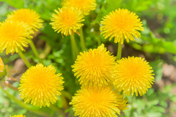 Beautiful, yellow dandelions in the garden in sunny spring.