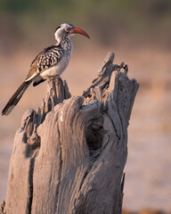 Southern red-billed hornbill (Tockus rufirostris) in the Chobe National Park, Namibia