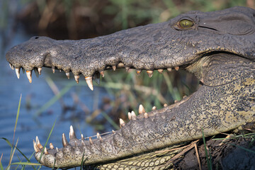 Obraz premium Nile crocodile (Crocodylus niloticus) in the Chobe River at Kasane, Namibia