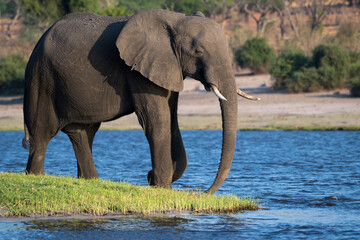 African elephant on the Chobe River at Kasane, Nambibia