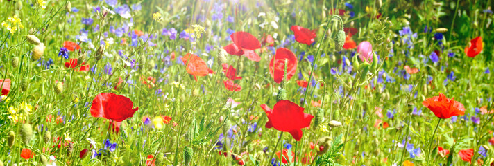 Fototapety  Blumenwiese - Hintergrund Panorama - Sommerblumen