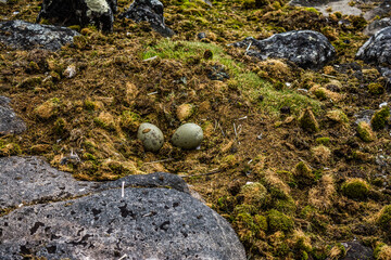 Яйца поморника в гнезде.