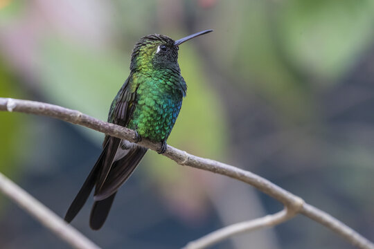 A wild adult Cuban emerald hummingbird (Chlorostilbon ricordii), Zapata National Park, Cuba