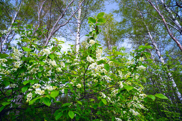 The branches of a blossoming bird cherry
