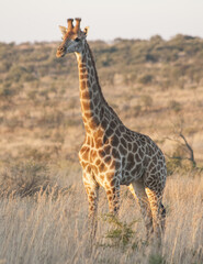 Young Giraffe