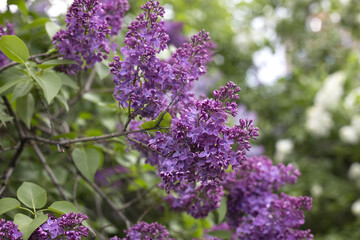 Lilac branches