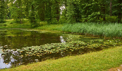Obraz na płótnie Canvas Lily on the pond/Summer pond. Floating lilies on the surface of the pond. The grass grows on the shore.
