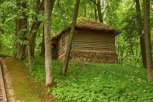 A log bathhouse/A log sauna is located on a hill in a pine forest. The foundation of the bath is stone. The roof is inclined and covered with moss.