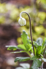Anemone, blooming flower in garden, spring time.