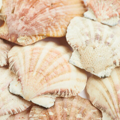 Surface coated with the sea shells