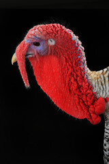 turkey © fotomaster