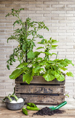A small urban vegetable garden in a vintage fruit box with tomato, bell pepper and zucchini plants.