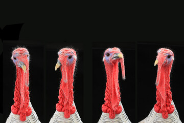 turkeys