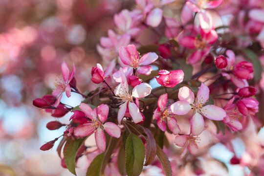 Flowering Crabapple tree in the spring