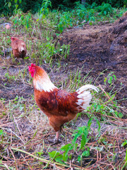 Chic, handsome cock in his backyard village.
