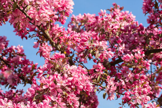 Flowering Crabapple tree in the spring