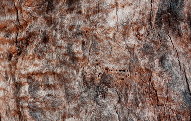 Tree texture