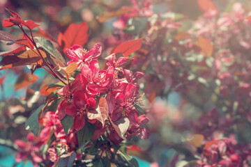 Flowering Crabapple tree in the spring