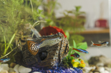 Guppy fish and neon Tetra Paracheirodon in aquarium