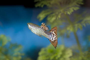 Guppy fish in a freshwater aquarium with plants. .