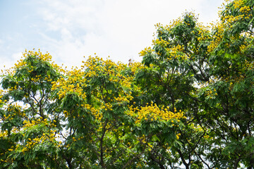 Fototapeta na wymiar Beautiful yellow flowers
