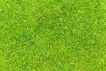 Fototapeta premium Top view of Natural green grass texture, Aerial view of park