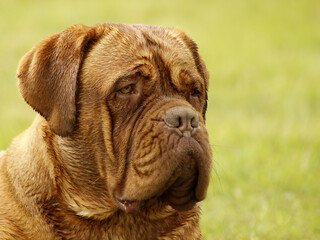 Big Dog - Bordeaux Mastiff