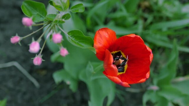 Beautiful red tulip on a background of green grass with a top view. Slow motion full hd 1080p