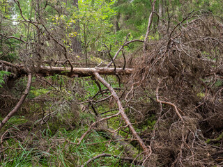 Fallen tree in deep forest