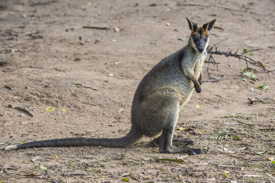 Kangaroo (macropods), Lone Pine Sanctuary, Brisbane, Queensland