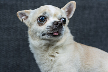 Chihuahua portrait on a dark background 