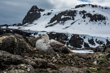 Гигантский буревестник в гнезде.