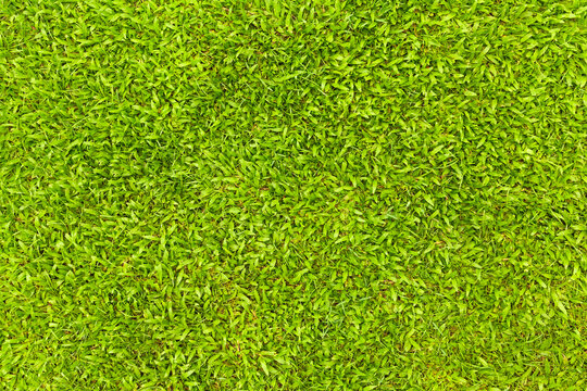 Top view of Natural green grass texture, Aerial view of park