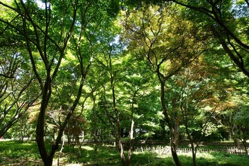 新緑の雑木林