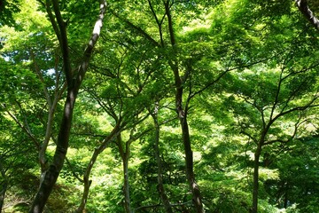Fototapeta na wymiar 新緑の森