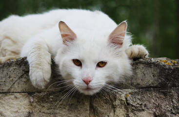Naklejka na ściany i meble white single homeless cat with orange eyes is posing outdoors on a sunny day
