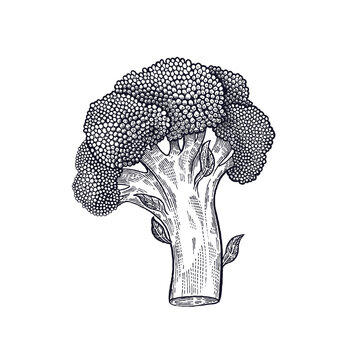 Broccoli. Hand drawing of vegetables. Vector art illustration. Isolated image of black ink on white background. Vintage engraving. Kitchen design for decoration recipes, menus, sign shops and markets